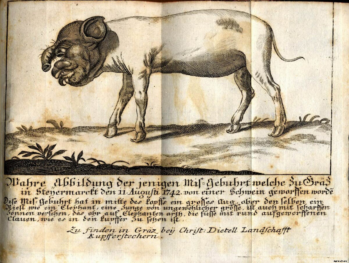 Swine Flu: The Strange Medical and Magical History of Pigs