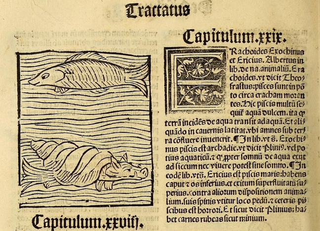 Swine Flu: The Strange Medical and Magical History of Pigs