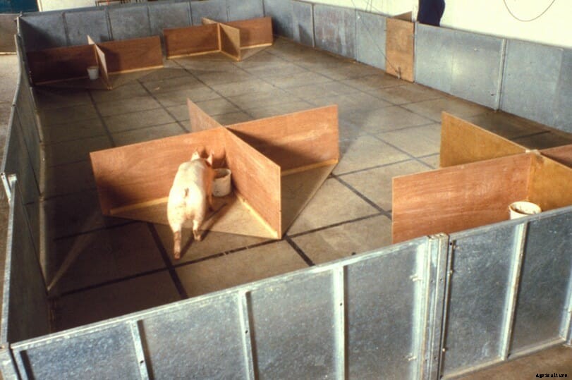 Pigheaded: How Smart are Swine?