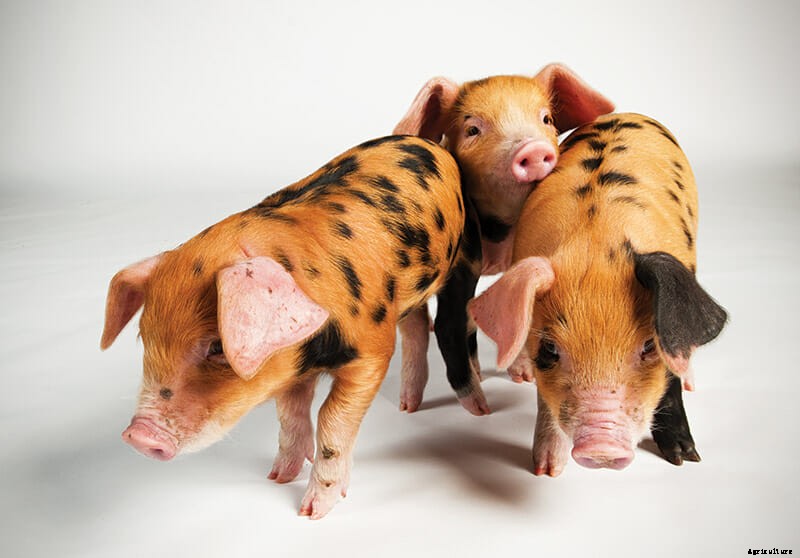 Which Pig: Find Your Next Pig Thing
