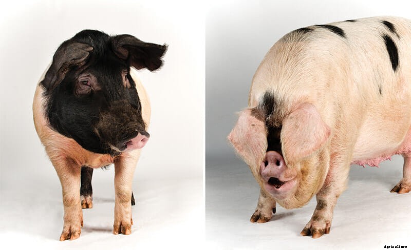 Which Pig: Find Your Next Pig Thing