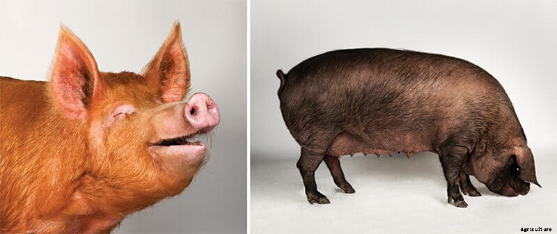 Which Pig: Find Your Next Pig Thing