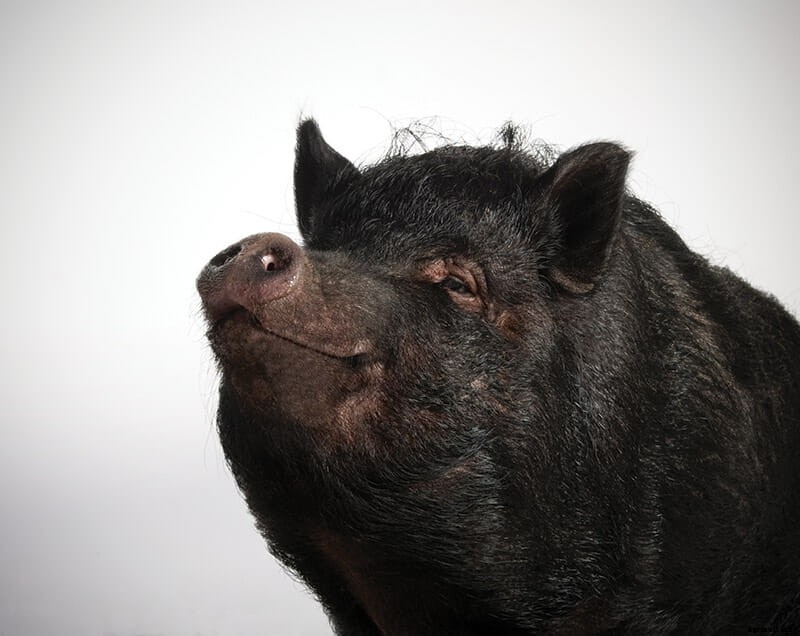 Which Pig: Find Your Next Pig Thing