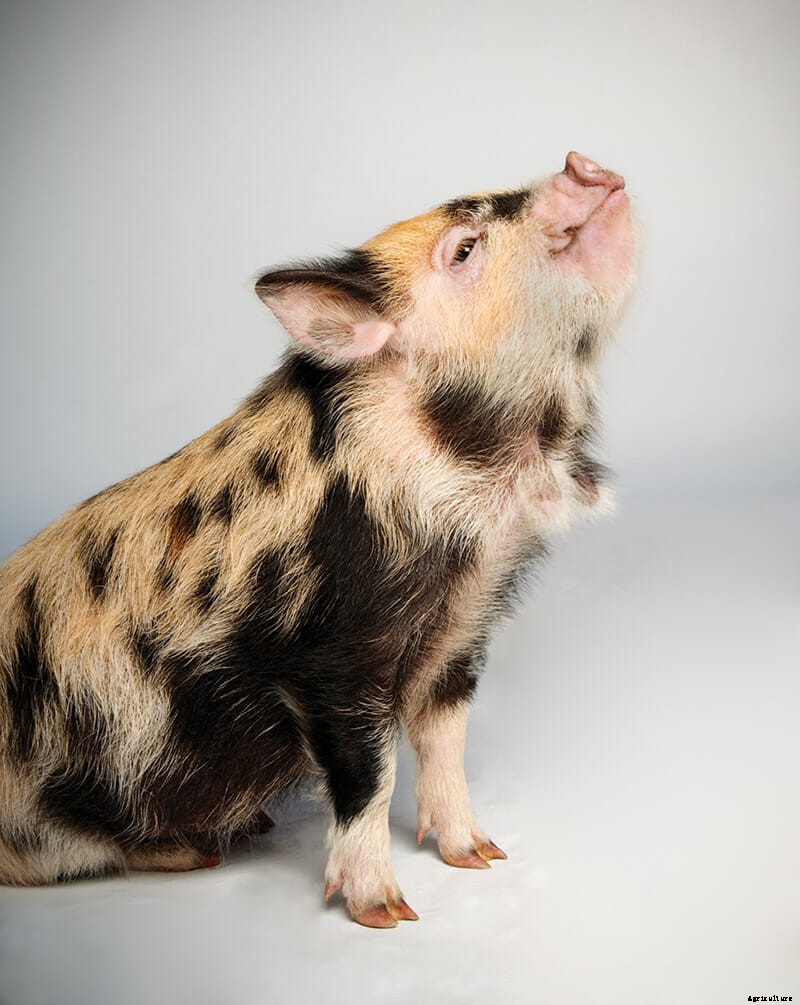 Which Pig: Find Your Next Pig Thing