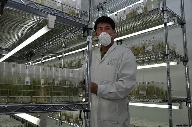 Uber Tubers: Welcome to the International Potato Center