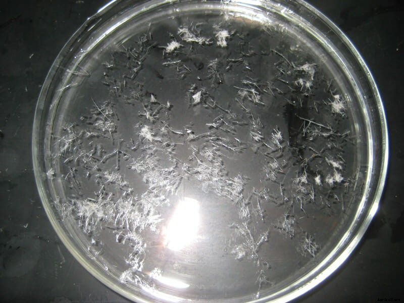 Flock Star: From Computers to Cars, Chicken Feathers Are Everywhere