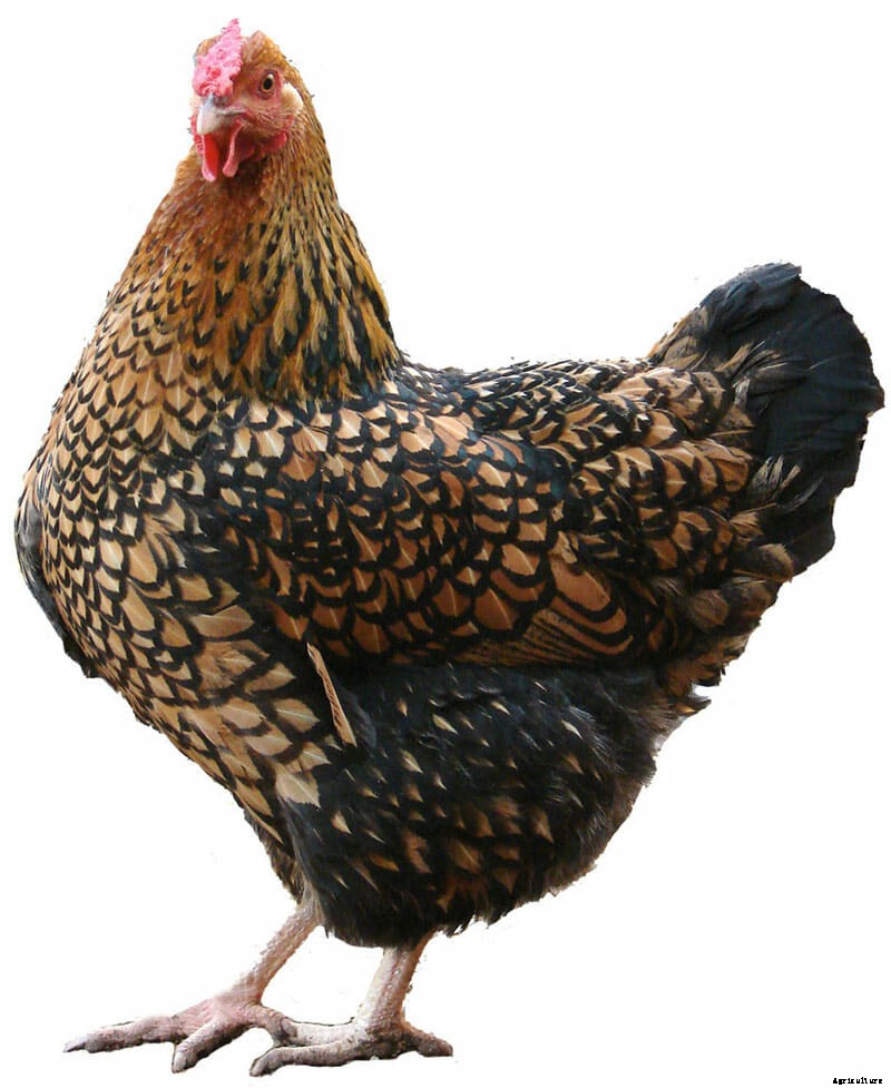 Flock Star: From Computers to Cars, Chicken Feathers Are Everywhere