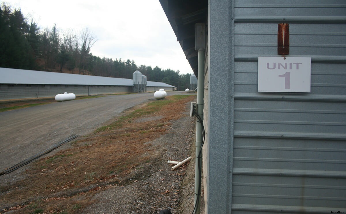 Chicken Farming and Its Discontents