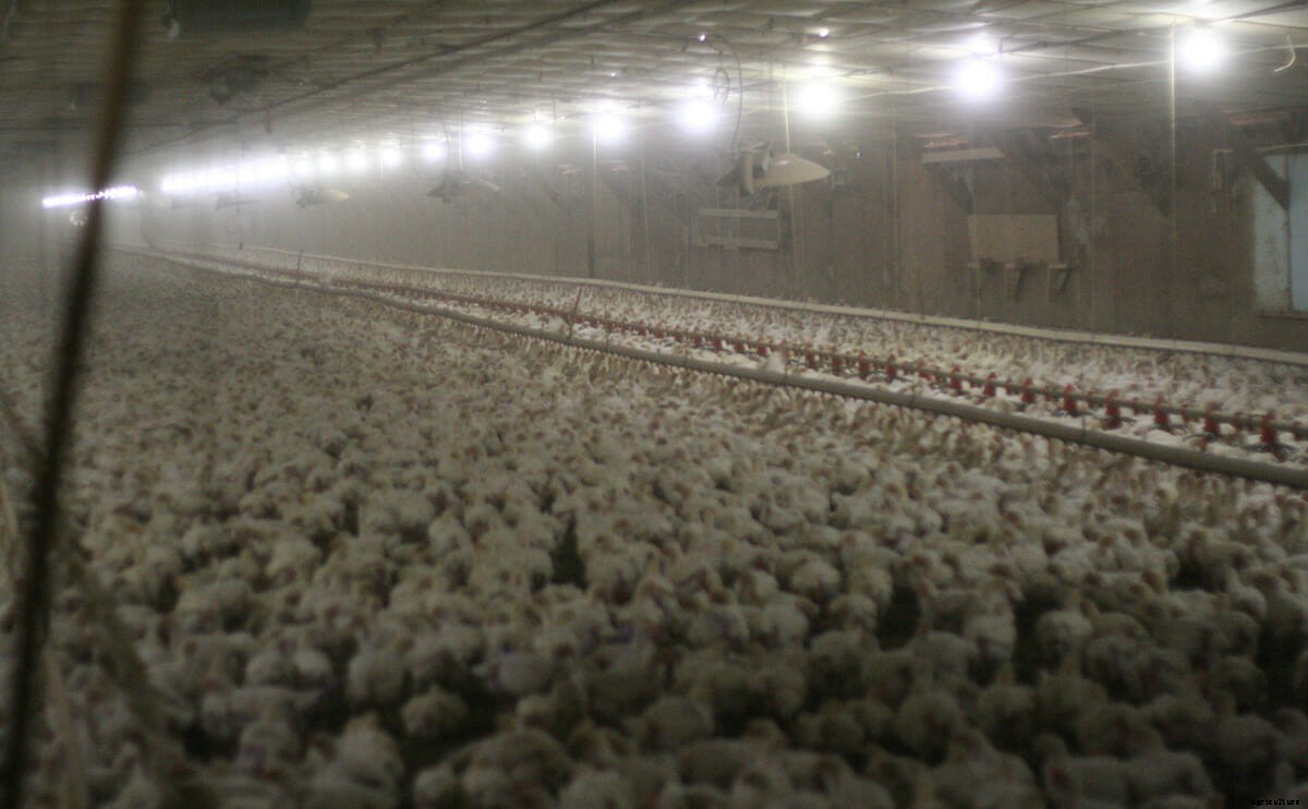 Chicken Farming and Its Discontents