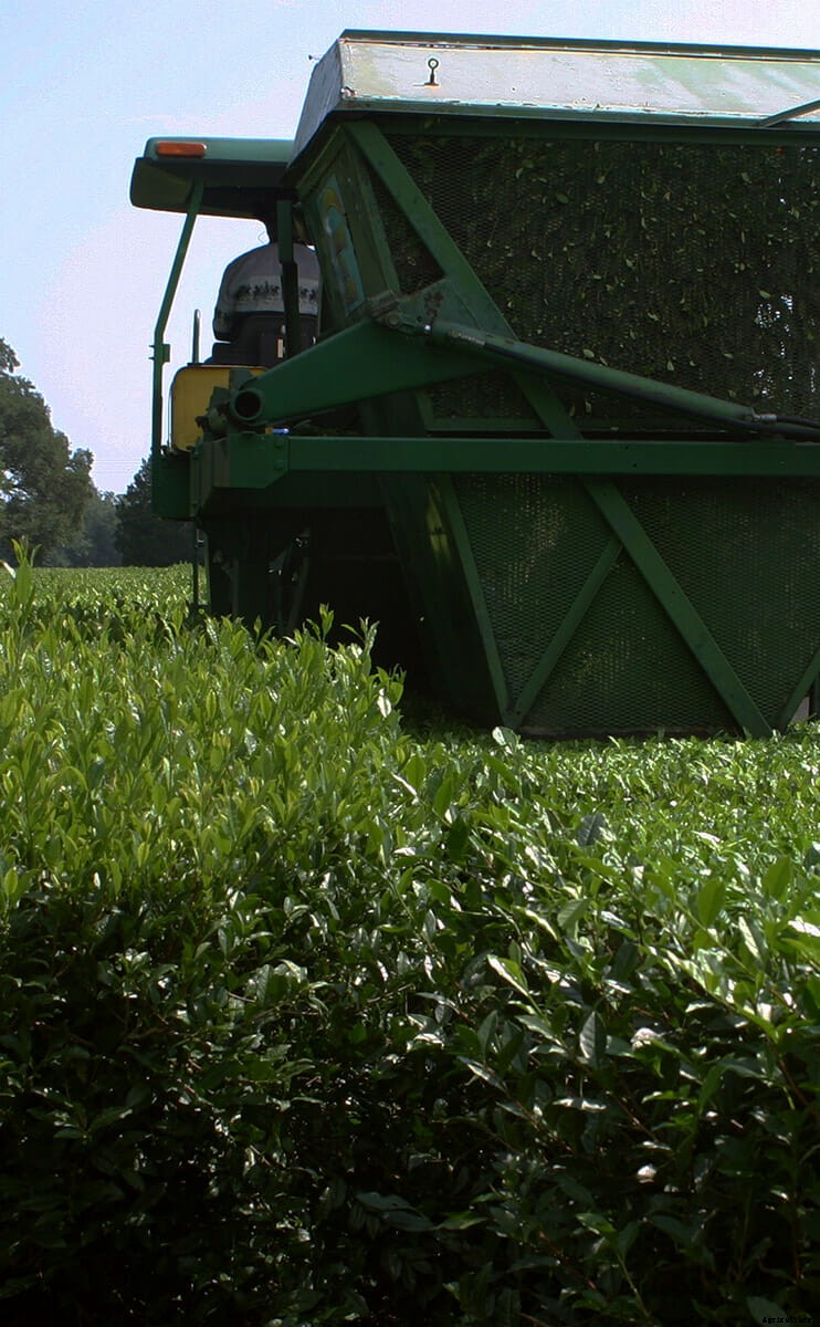 A Locavore’s Cup of Tea: One-of-a-Kind Tea Harvester Has It in the Bag