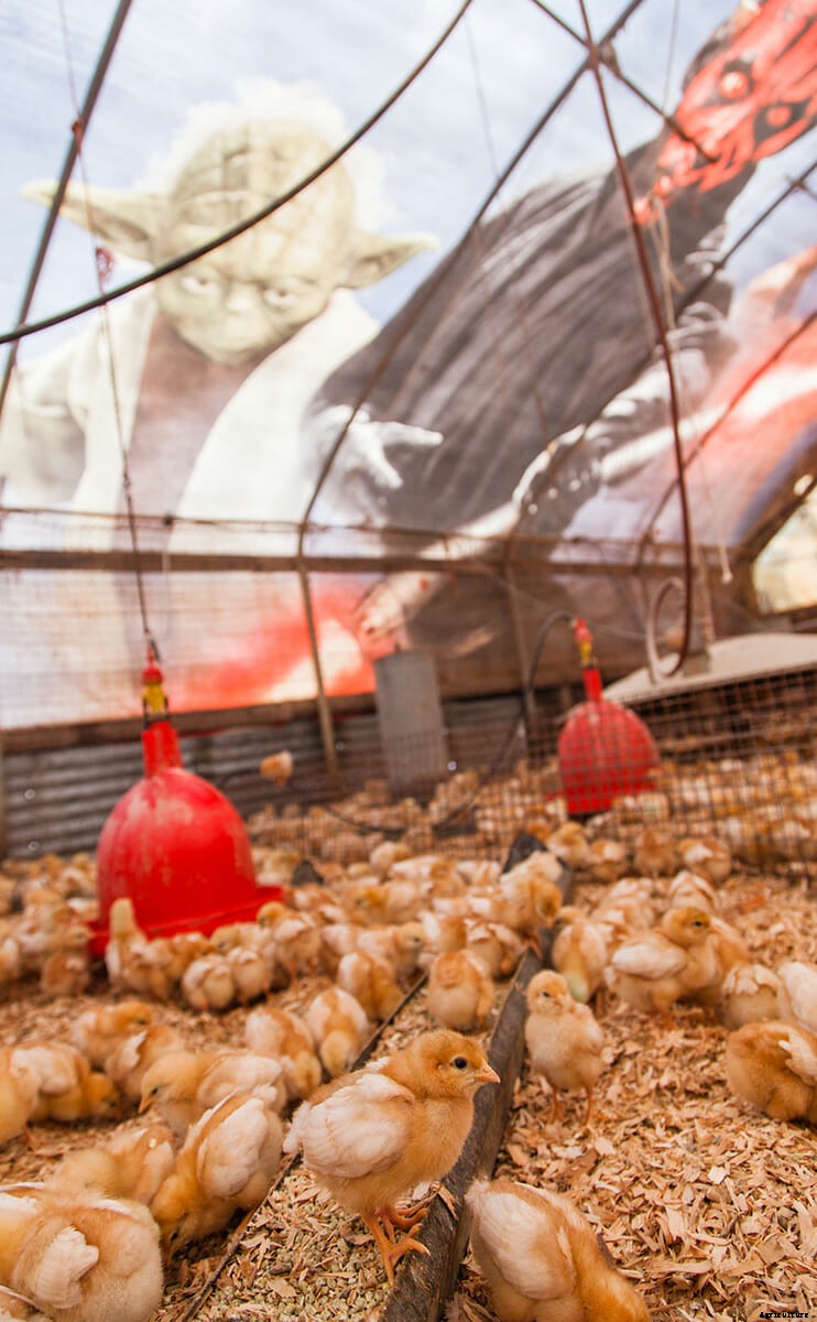 Meet the Movie Billboard Chicken Coops