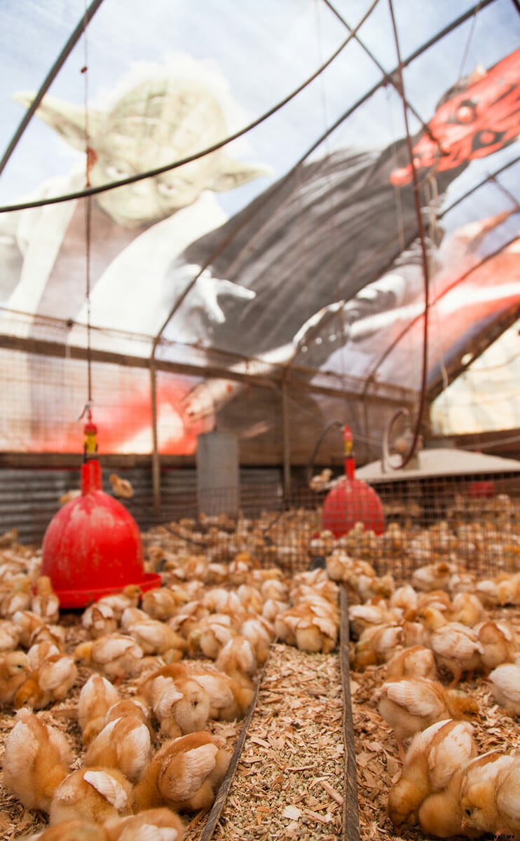 Meet the Movie Billboard Chicken Coops