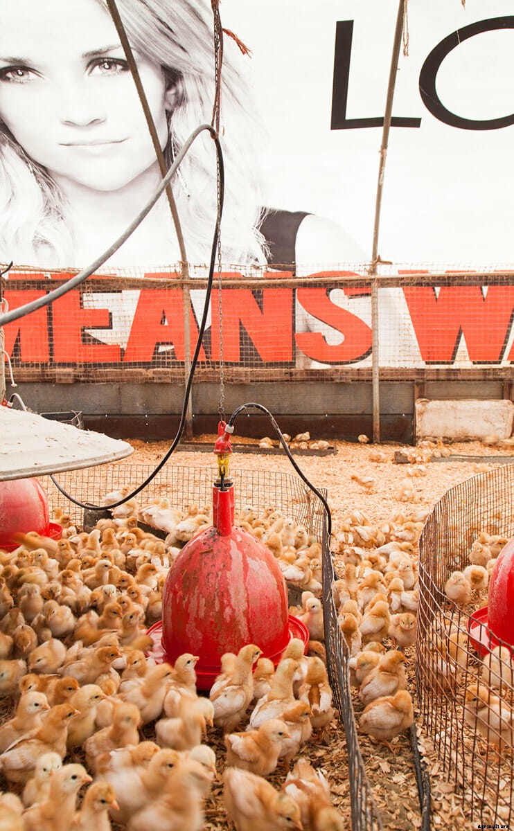 Meet the Movie Billboard Chicken Coops