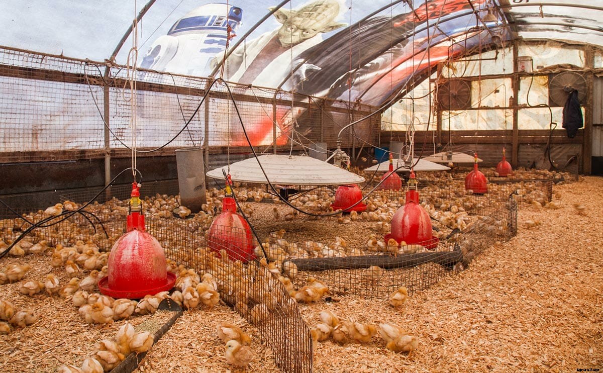 Meet the Movie Billboard Chicken Coops