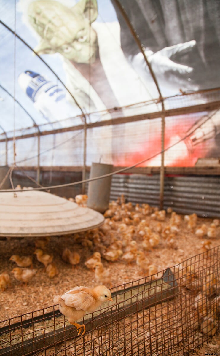 Meet the Movie Billboard Chicken Coops