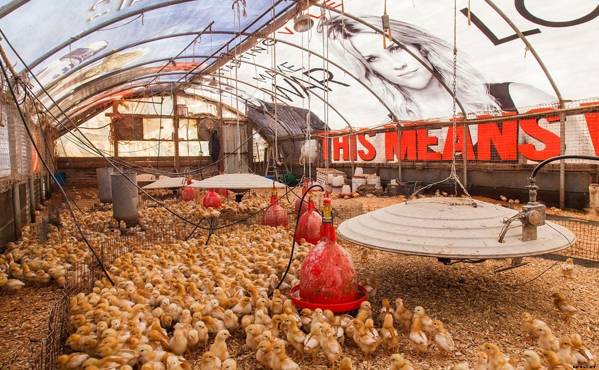 Meet the Movie Billboard Chicken Coops