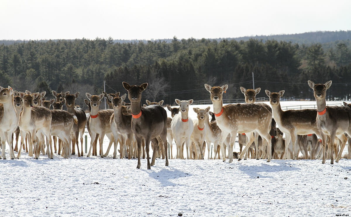 Deer Farming: The Next Adventure in Agriculture