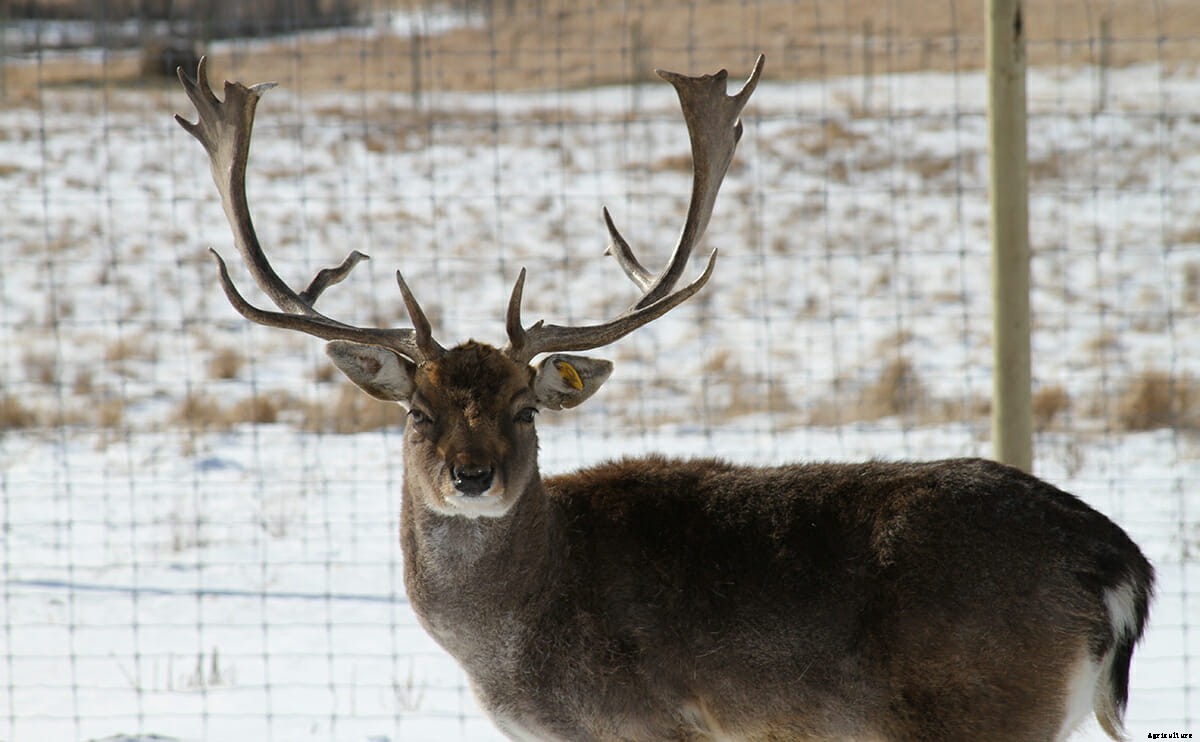 Deer Farming: The Next Adventure in Agriculture