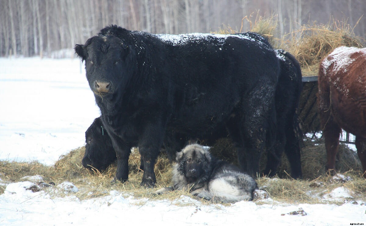 Got Predators? Don’t Shoot. Get a Llama.