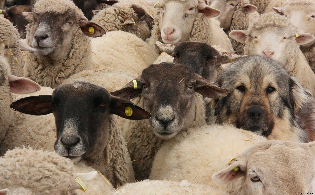 Got Predators? Don’t Shoot. Get a Llama.