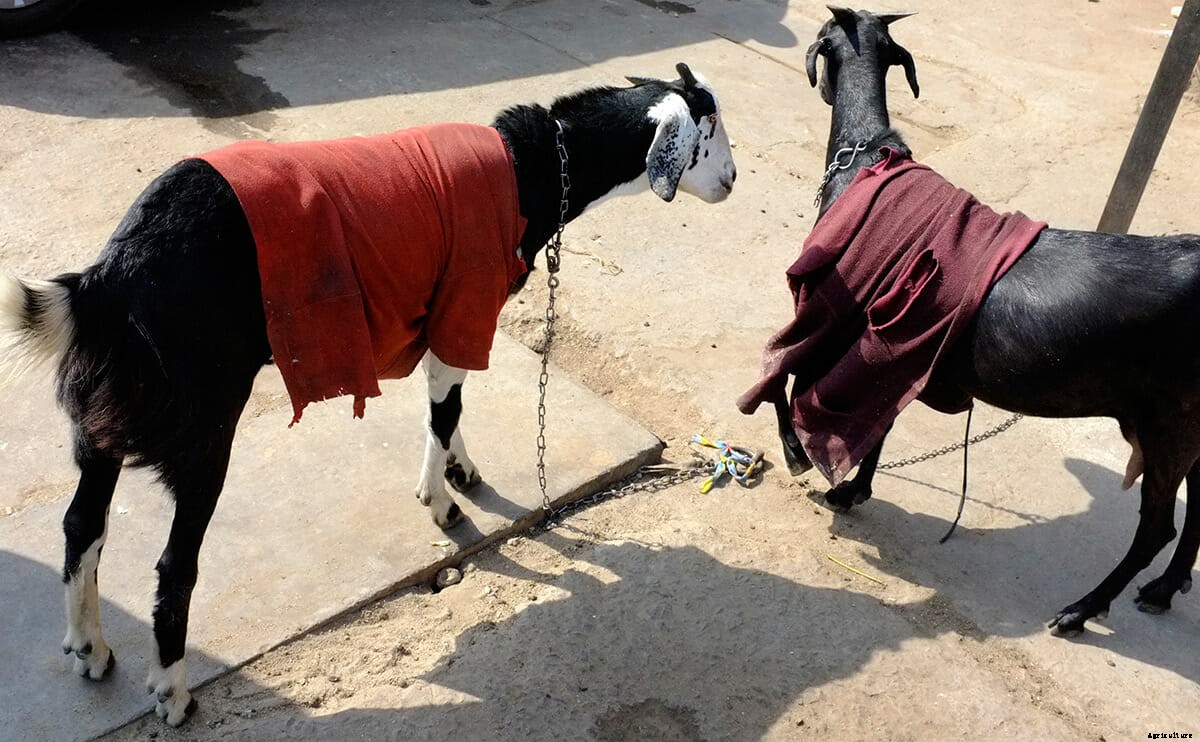 This is the Only Must-Read Fashion Week Story About Goats