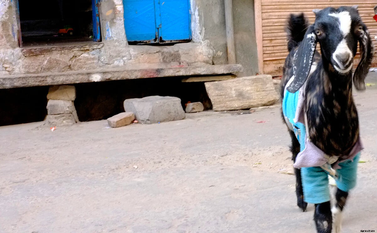 This is the Only Must-Read Fashion Week Story About Goats