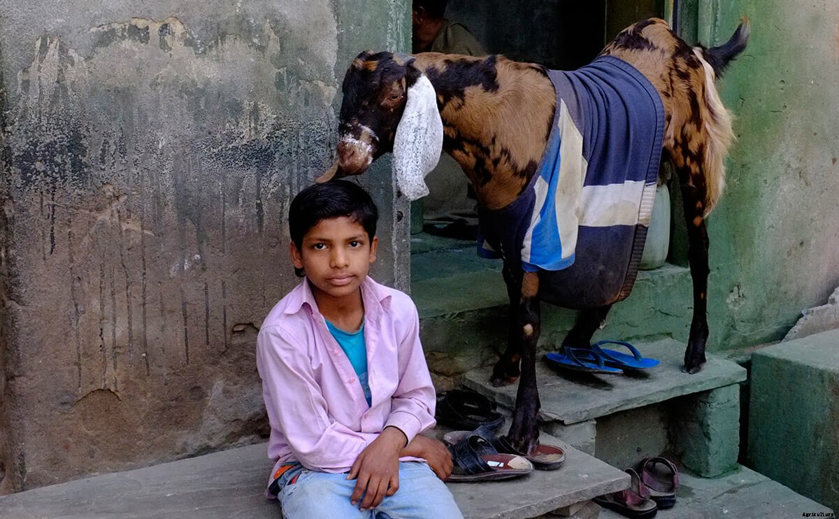 This is the Only Must-Read Fashion Week Story About Goats