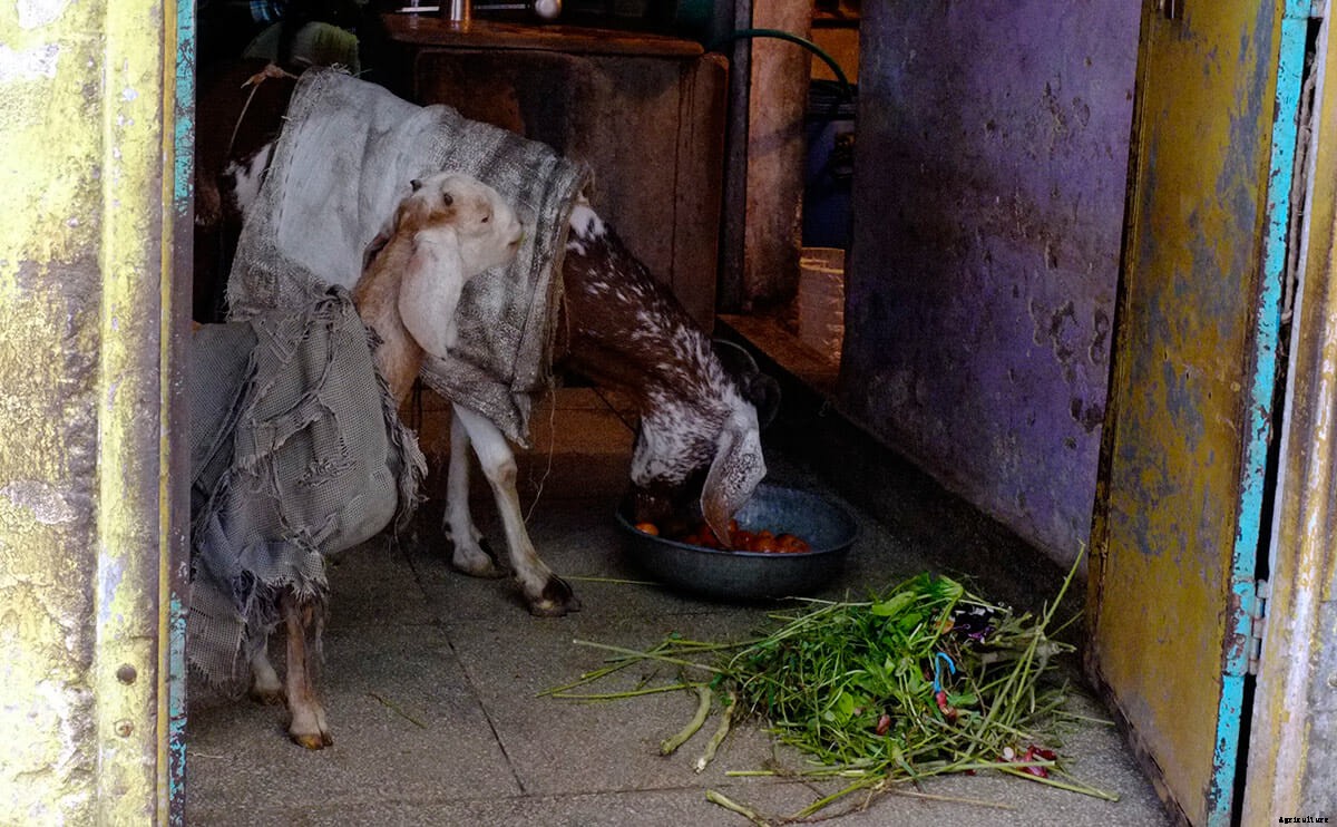 This is the Only Must-Read Fashion Week Story About Goats