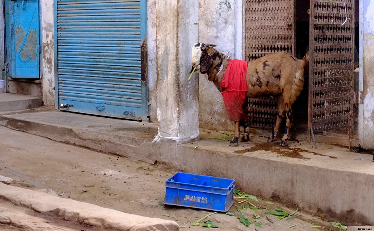 This is the Only Must-Read Fashion Week Story About Goats