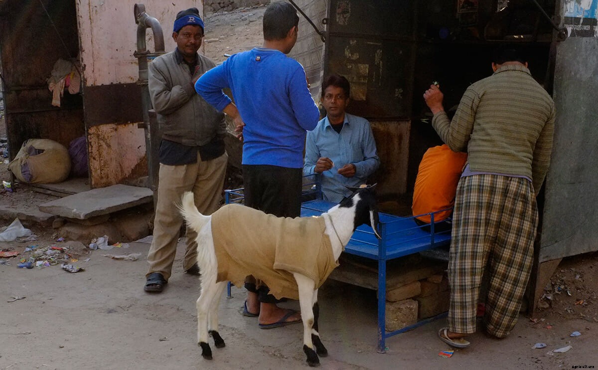 This is the Only Must-Read Fashion Week Story About Goats