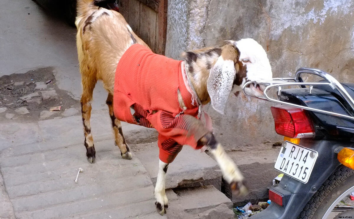 This is the Only Must-Read Fashion Week Story About Goats