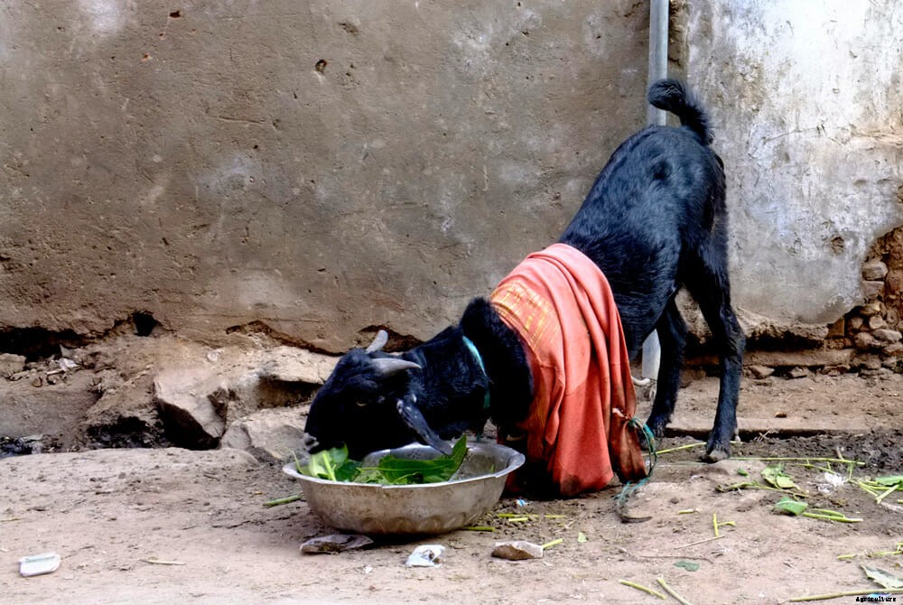 This is the Only Must-Read Fashion Week Story About Goats