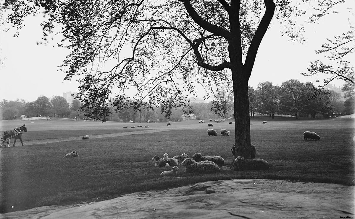When Sheep Ruled Central Park