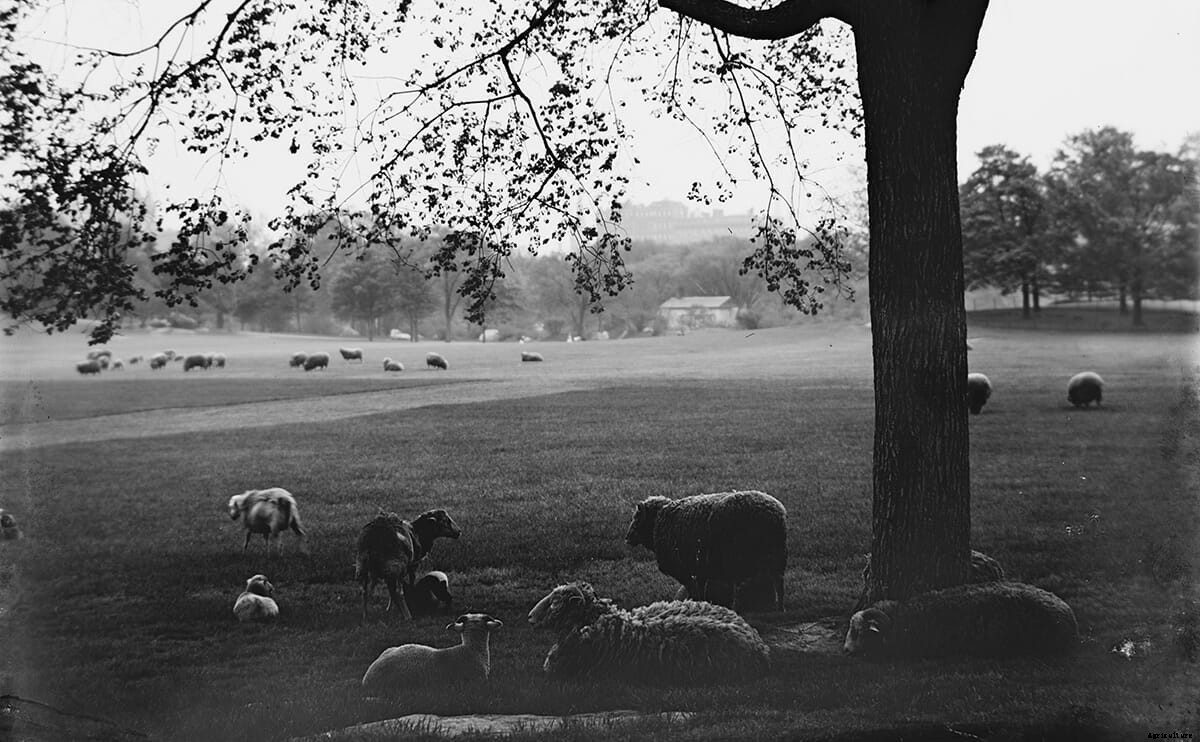 When Sheep Ruled Central Park