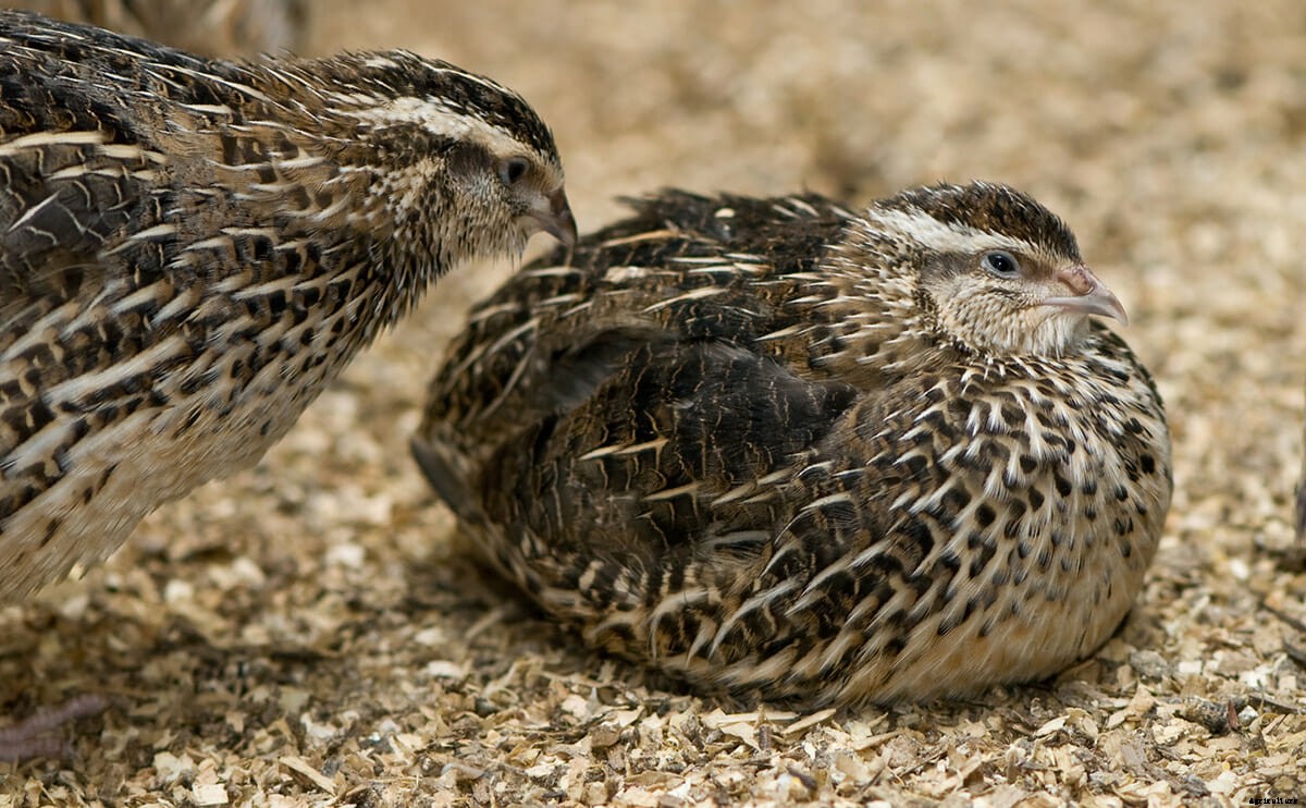 Quail: Are Big Things Ahead for a Tiny Bird in the U.S.?