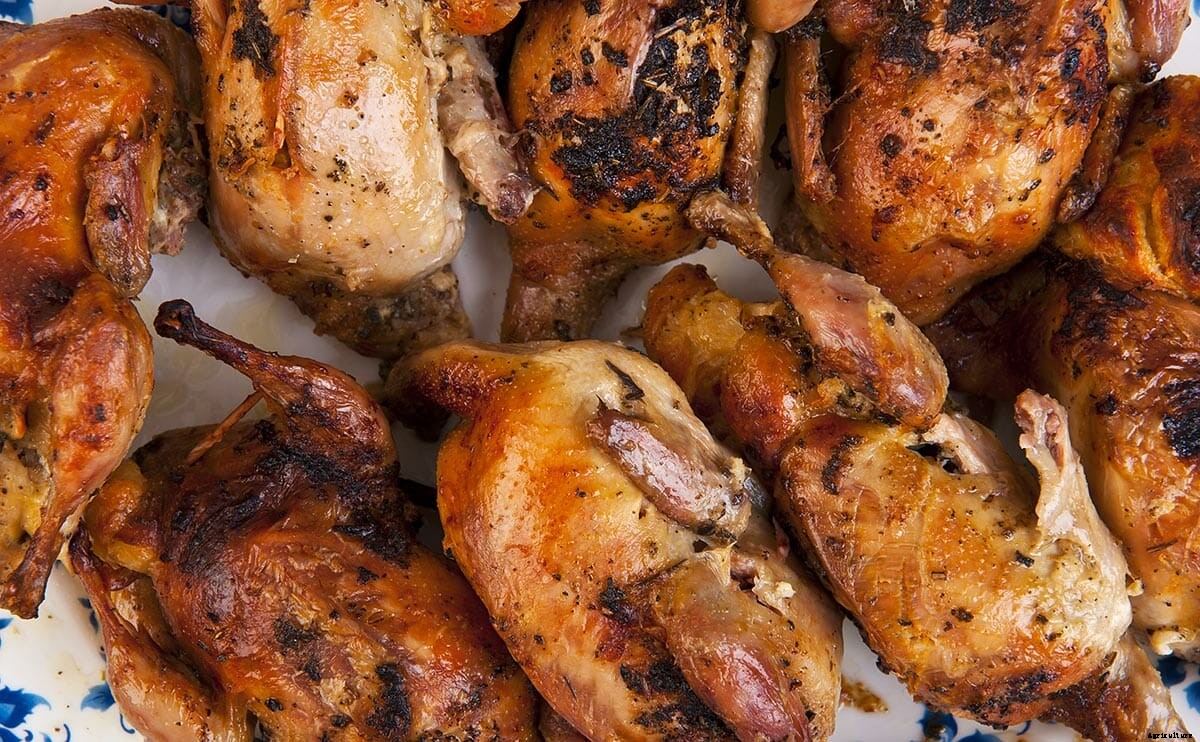 Quail: Are Big Things Ahead for a Tiny Bird in the U.S.?