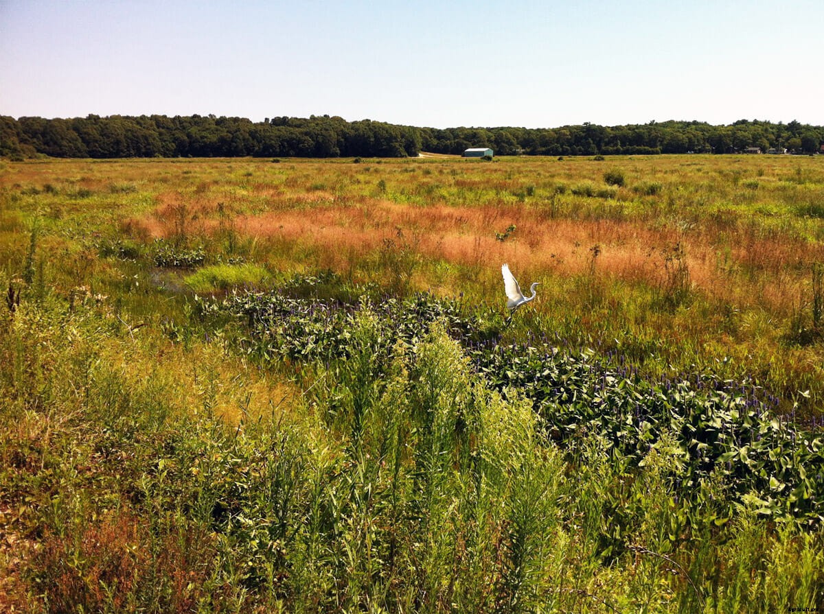 Why Restoring This Cranberry Bog Could Change Environmental Science