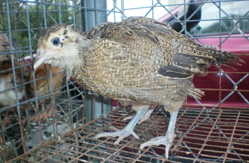 10 Farm Animal Hybrids You Didn’t Know Existed