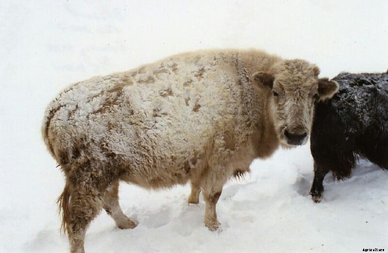 10 Farm Animal Hybrids You Didn’t Know Existed