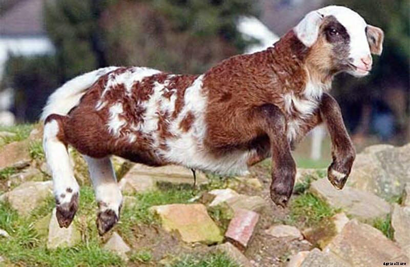 10 Farm Animal Hybrids You Didn’t Know Existed