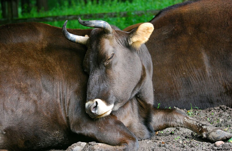 10 Farm Animal Hybrids You Didn’t Know Existed