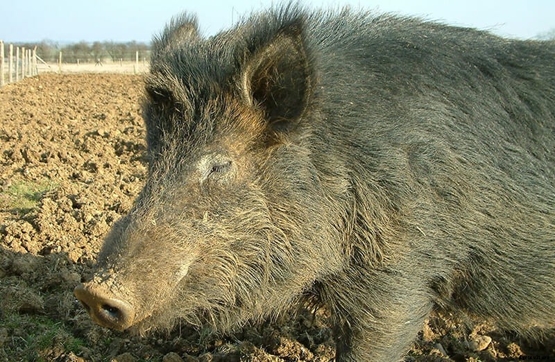 10 Farm Animal Hybrids You Didn’t Know Existed