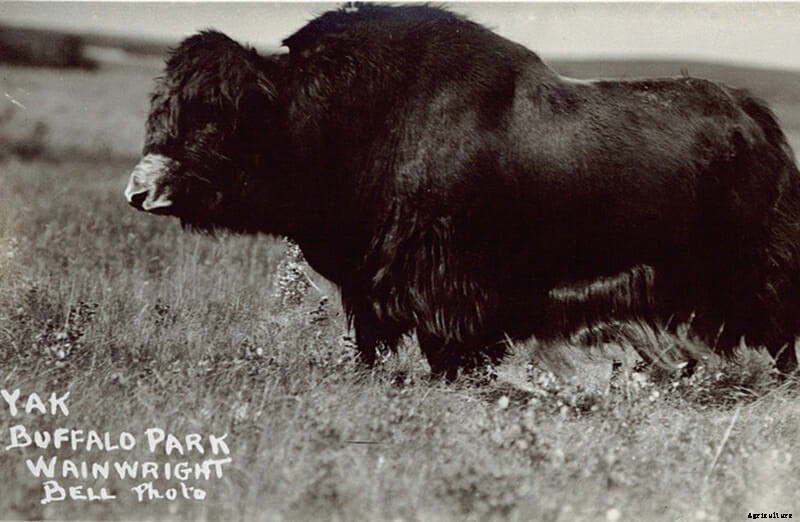 10 Farm Animal Hybrids You Didn’t Know Existed