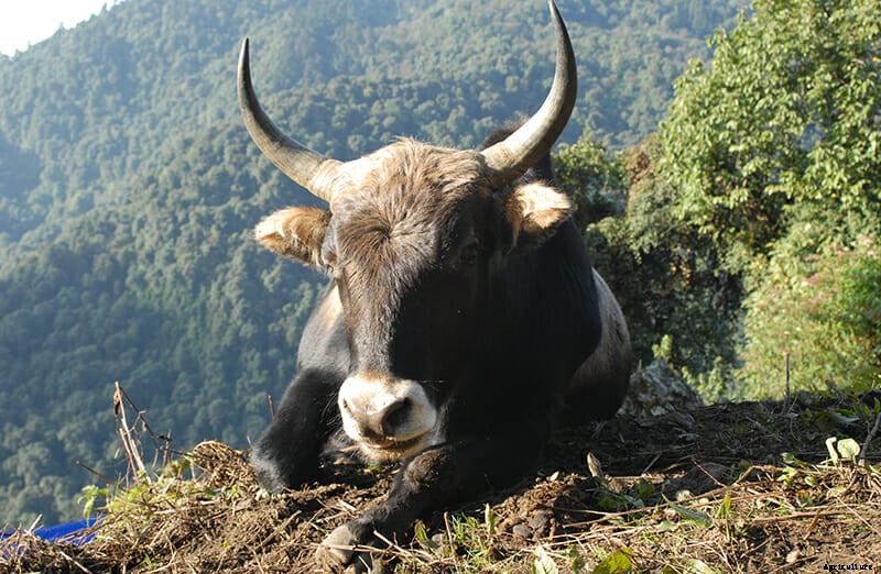 10 Farm Animal Hybrids You Didn’t Know Existed