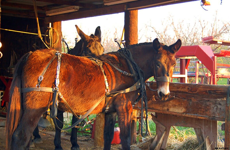 10 Farm Animal Hybrids You Didn’t Know Existed