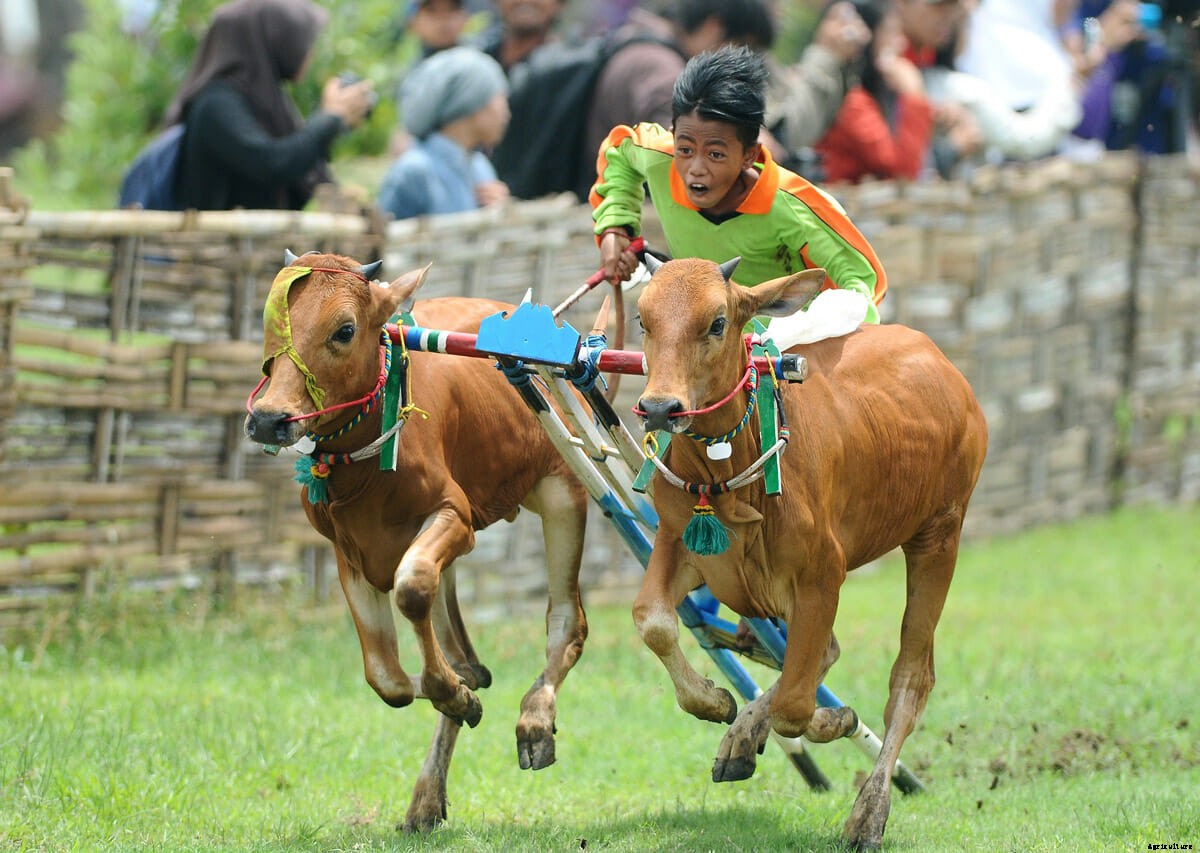 The Art of Bull Skating