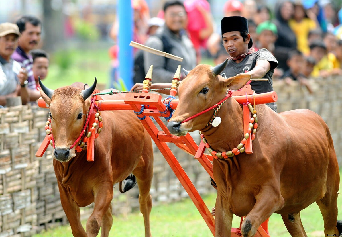 The Art of Bull Skating