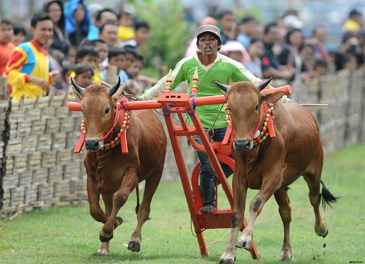 The Art of Bull Skating