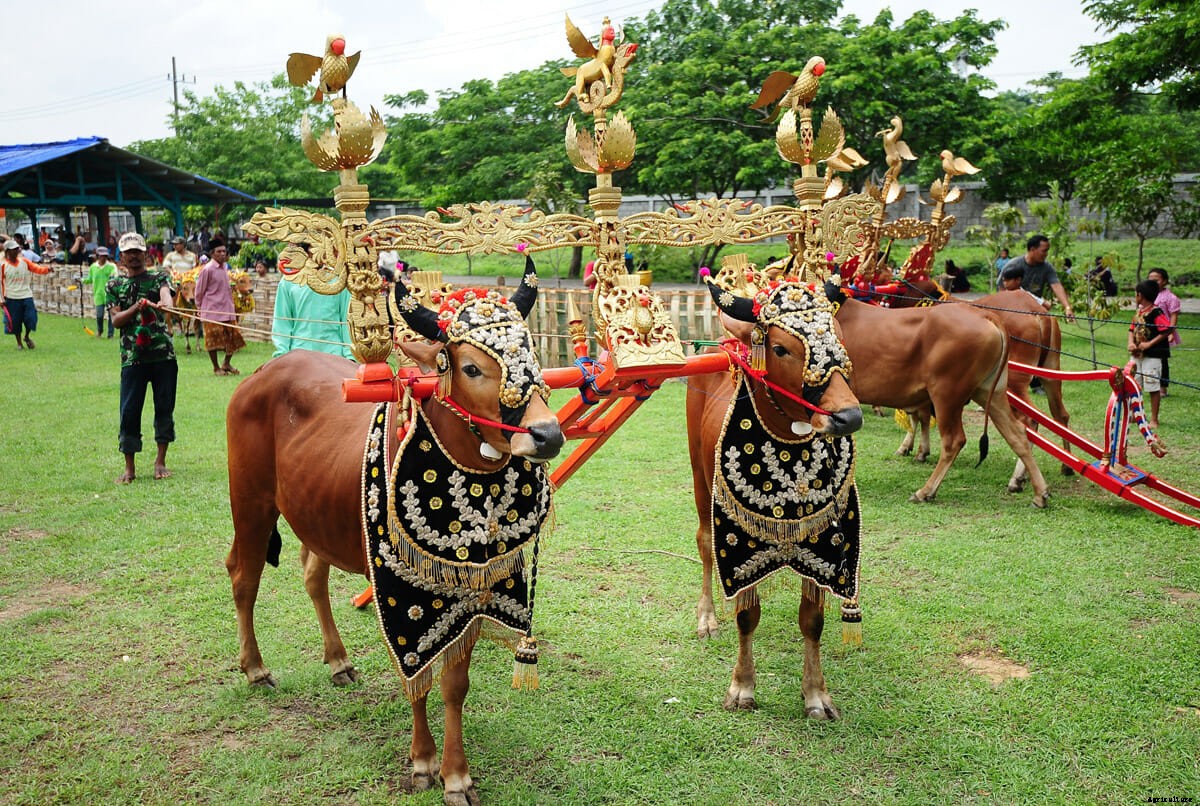 The Art of Bull Skating