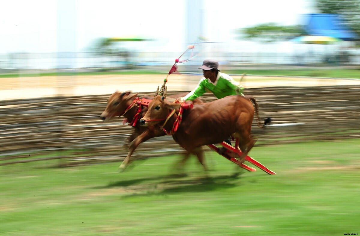 The Art of Bull Skating